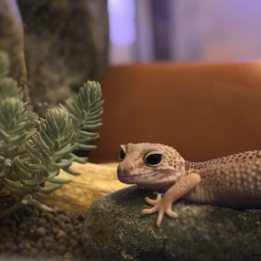 全品送料無料】 ヒョウモントカゲモドキ 飼育ケージ 16匹用 ヒーター